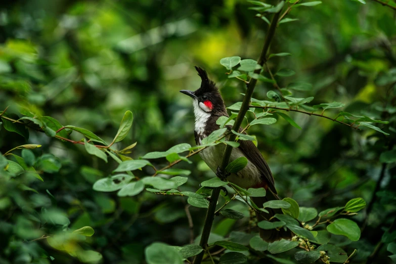 a small bird perched on top of a plant