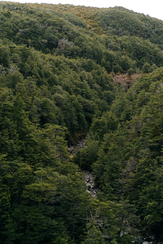 a green, rocky hillside covered in trees, and with a stream