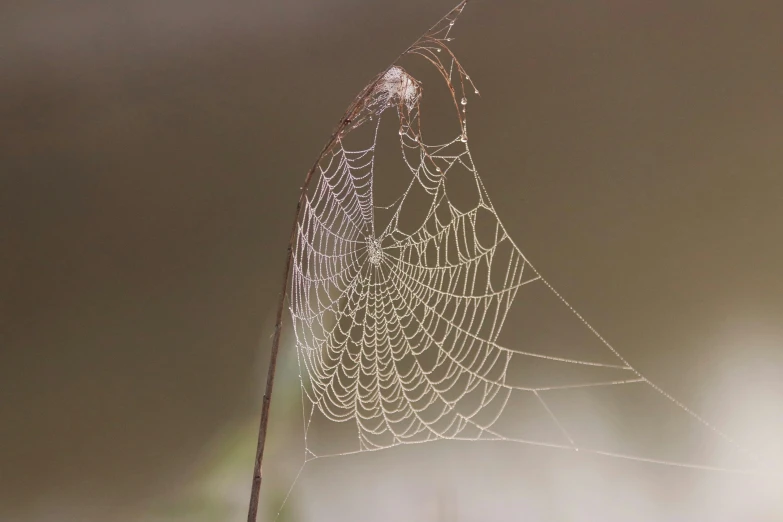 the dew covered web in front of an open area