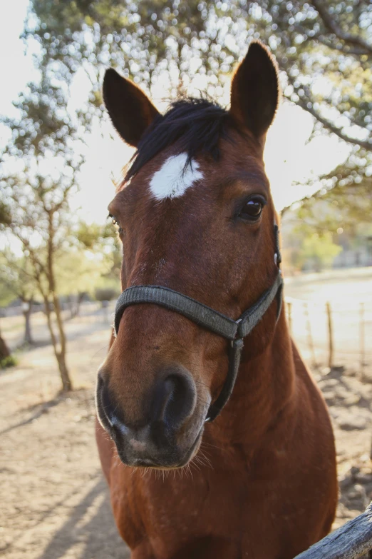 a horse standing in a corral and looking at the camera