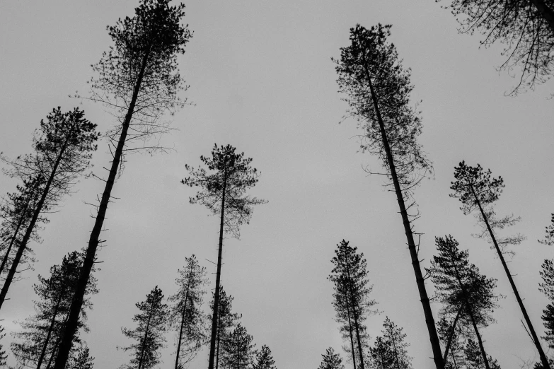 a forest with trees standing up against a gray sky