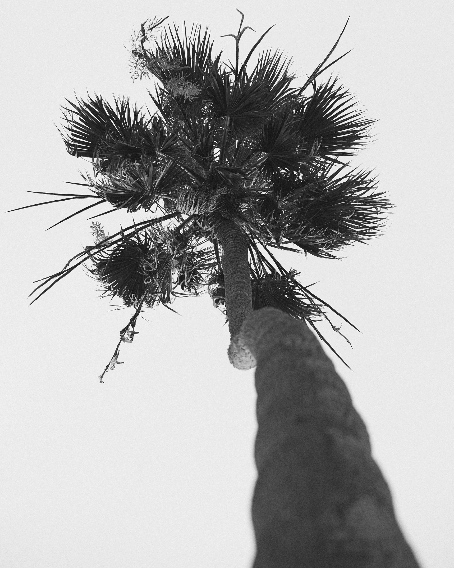 a lone pine tree in shadow on the side of a large mountain