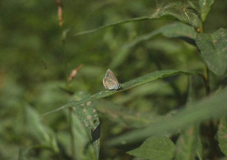 an orange and white erfly sits on a leaf