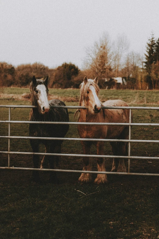 two horses standing in a corral at the same time