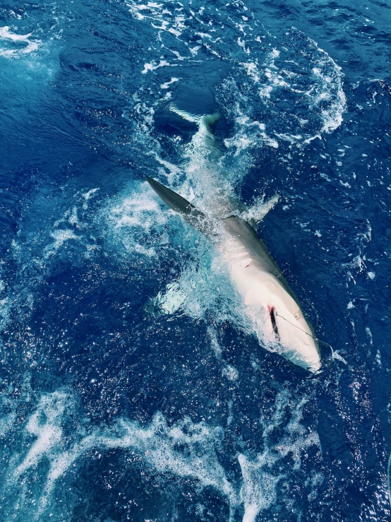 a shark swimming in some blue water next to a boat