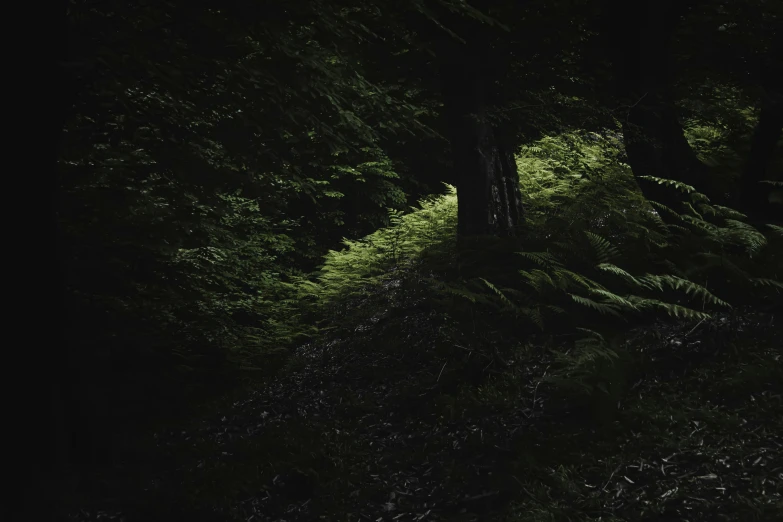 an animal in a forest at night time