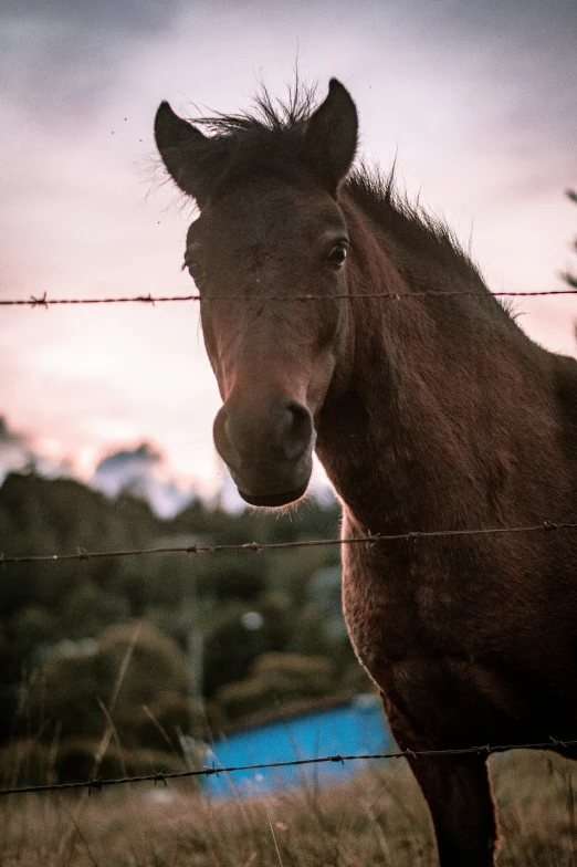 horse standing behind a fence and looking at the camera