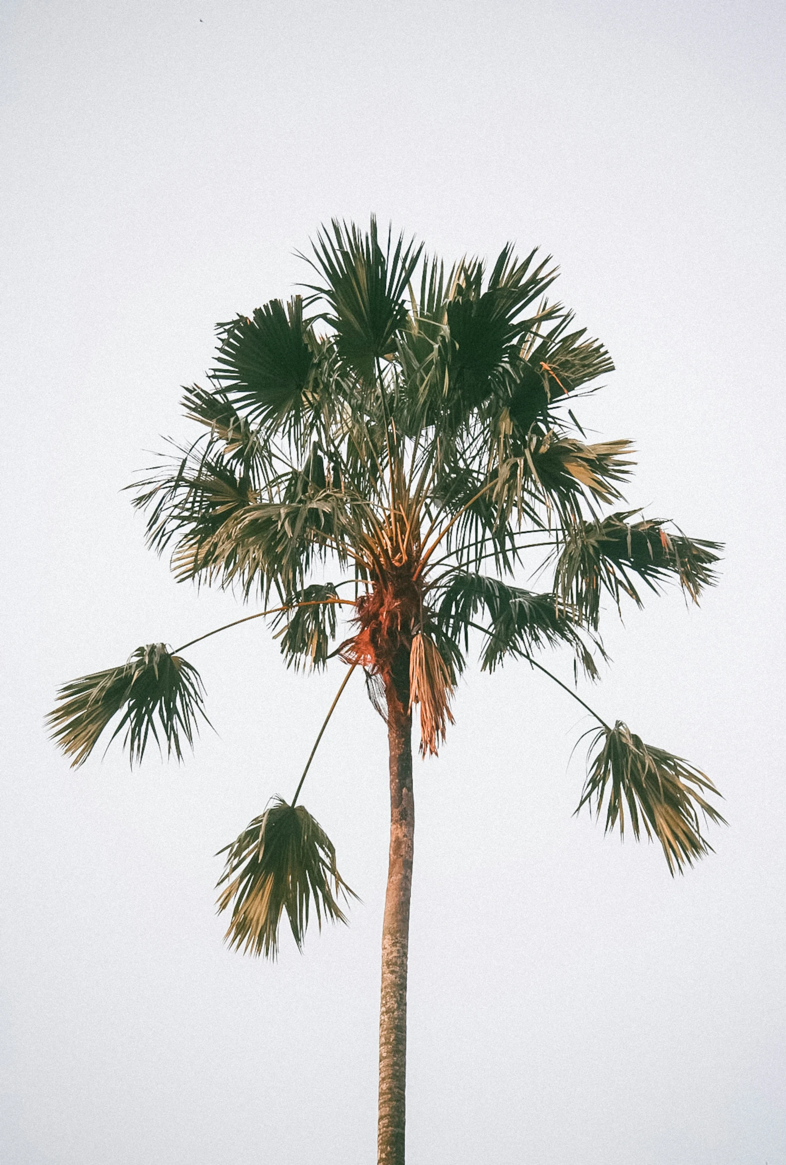 the tall tree is on the edge of the sand