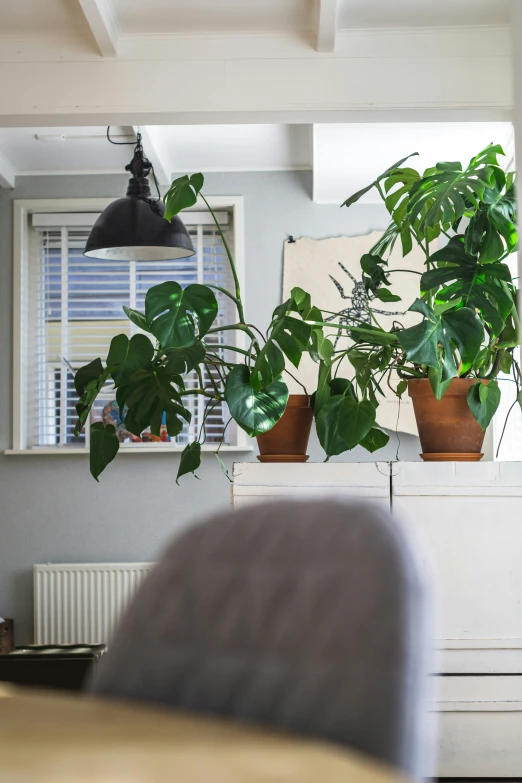 the plant is growing in the pots next to the dresser