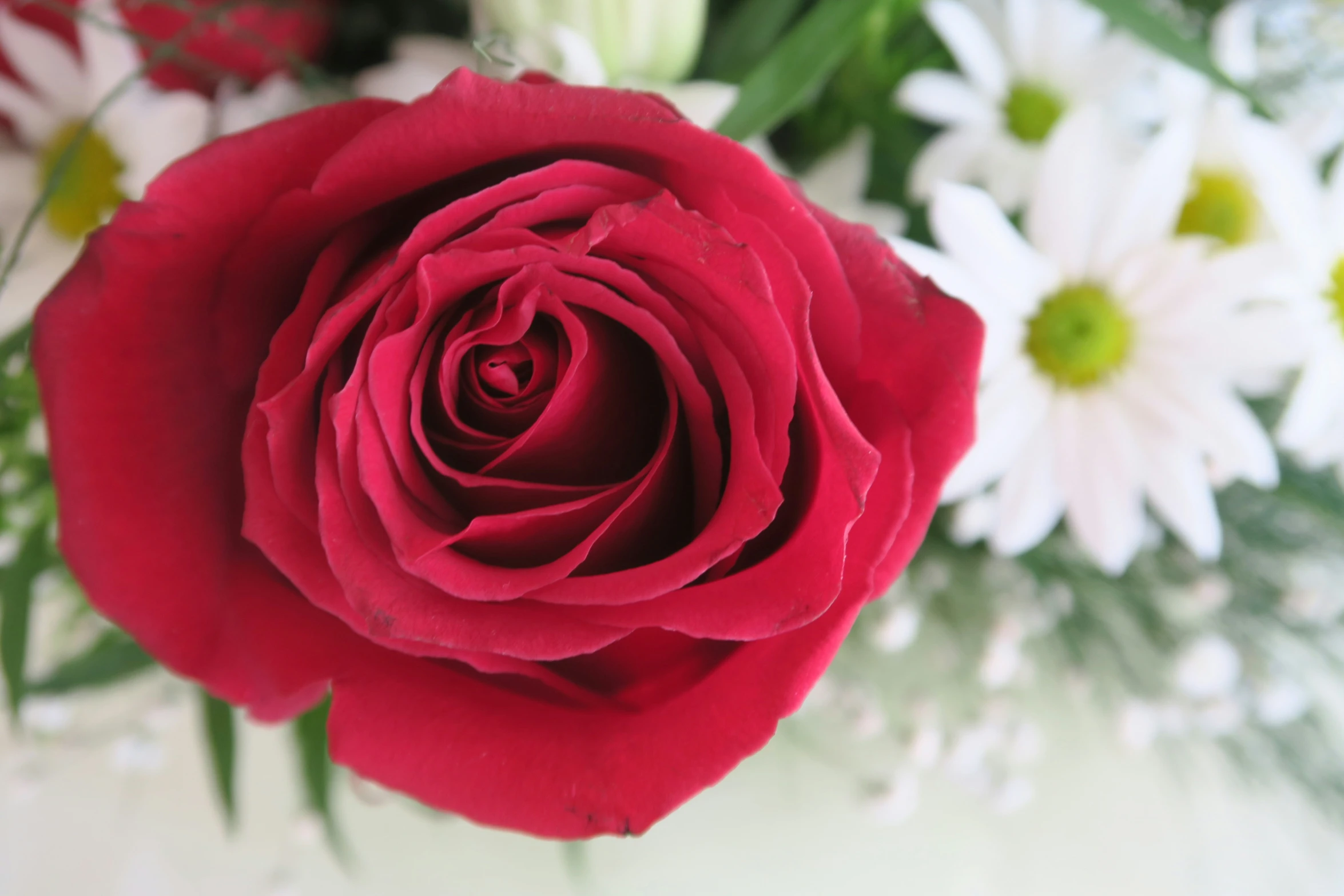 there is a red rose on the white table