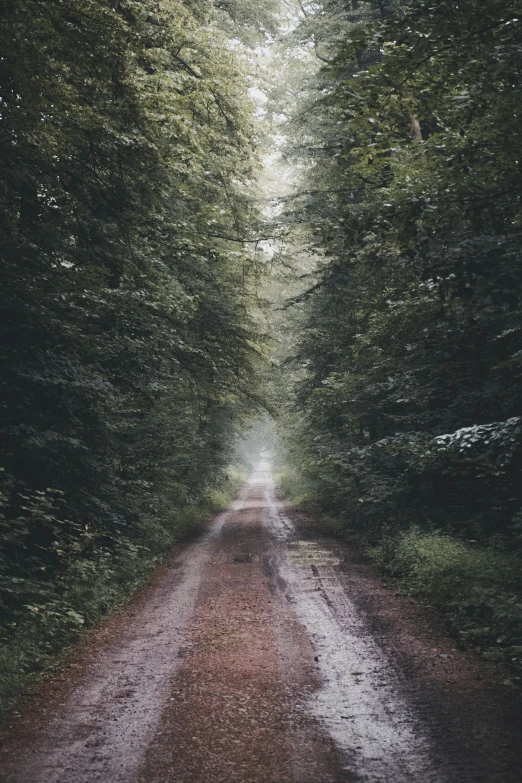 a dirt road in a wooded area that leads into the distance