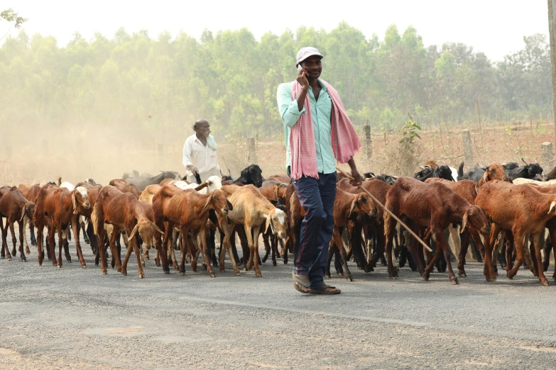 man walking along side herd of cows in dirt field