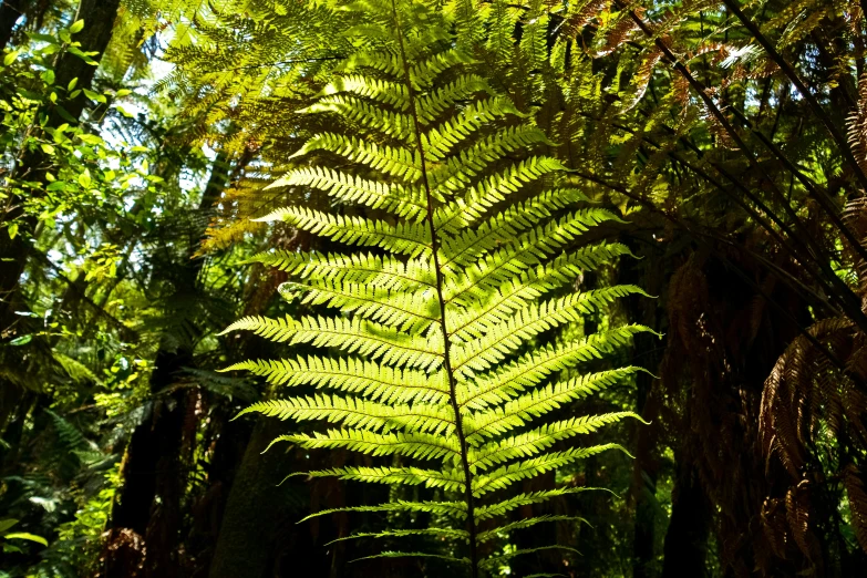 a bush filled with lots of leaves and trees