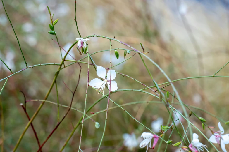 a group of white flowers and green stems