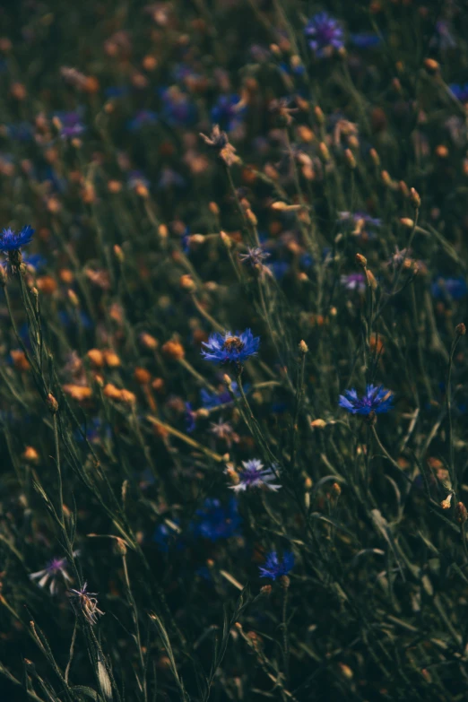 flowers, blue and yellow, grow in the sun