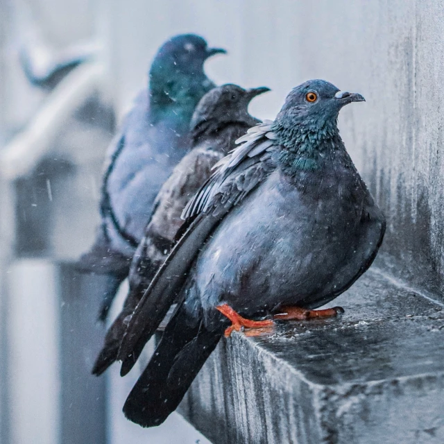 there are two birds sitting on a window sill