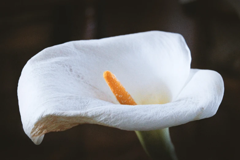 a white flower is featured against a black background