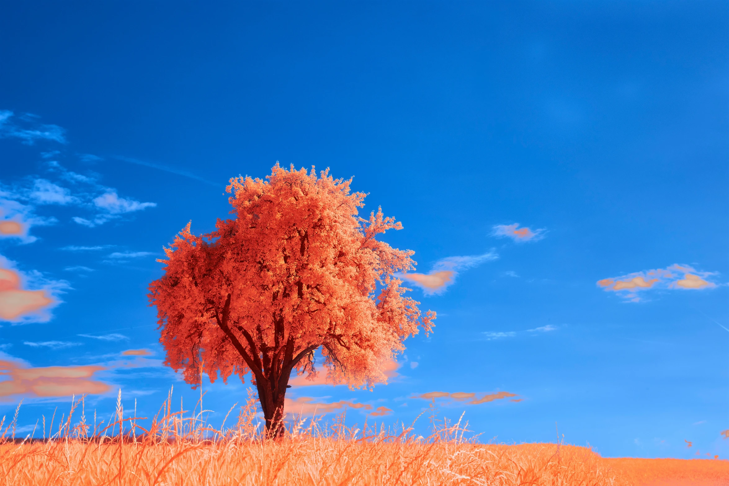 an image of a tree in the middle of a field