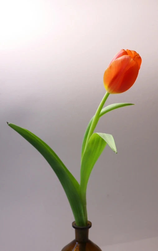 an orange flower with green stems in a vase