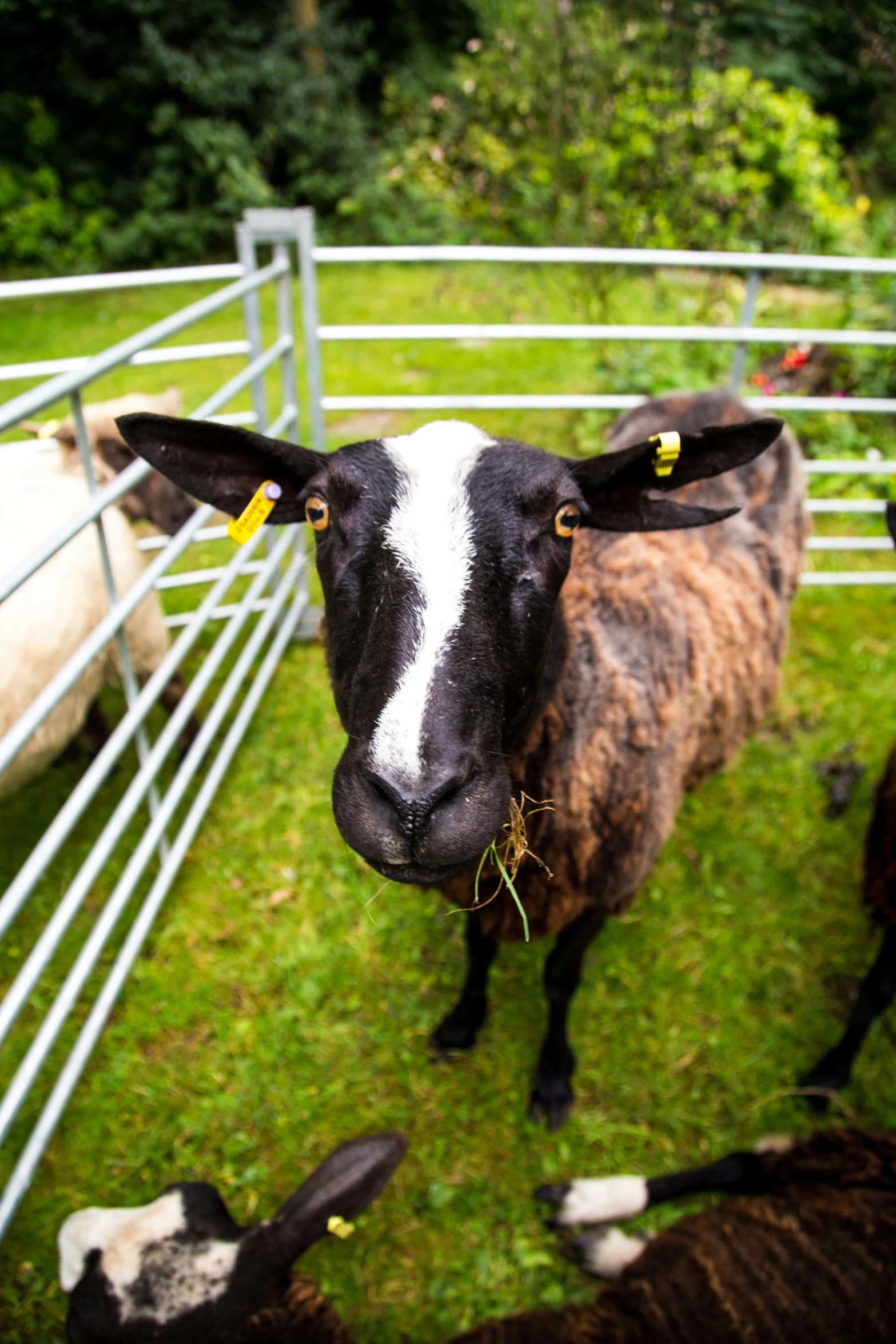 sheep are grazing in an enclosed pasture on the grass