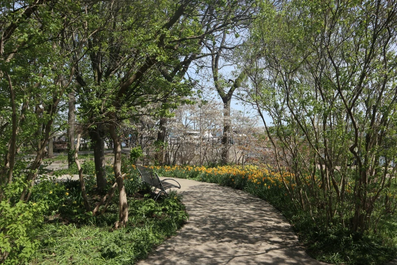 a path lined with trees and bushes in the woods