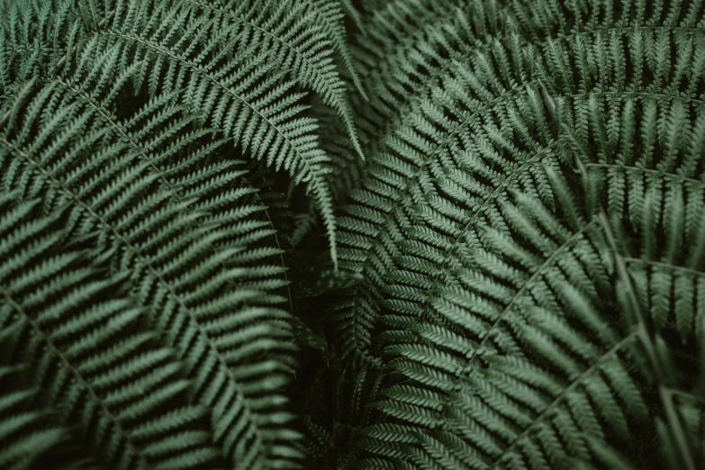 a close up of a plant that is very green