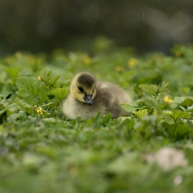 baby bird in grassy area surrounded by small flowers
