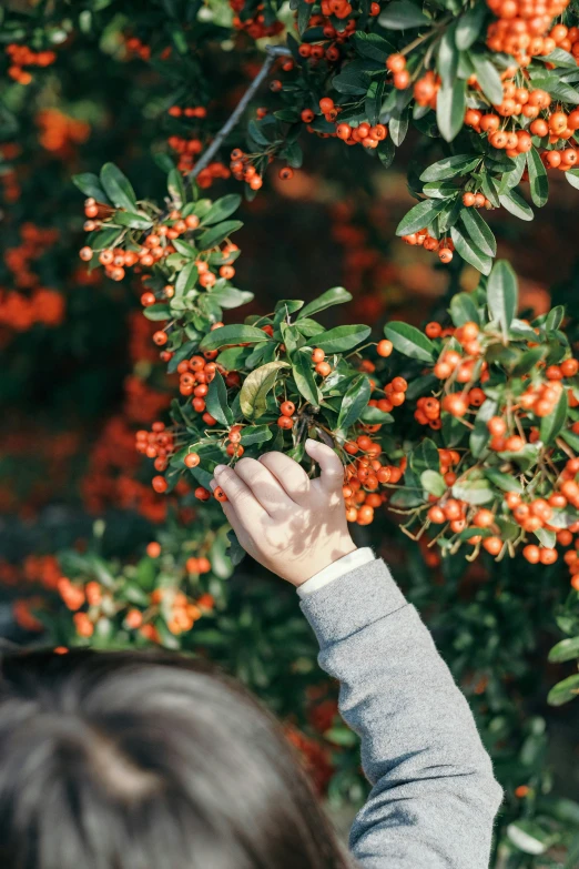 someone reaching out for the berries on this tree