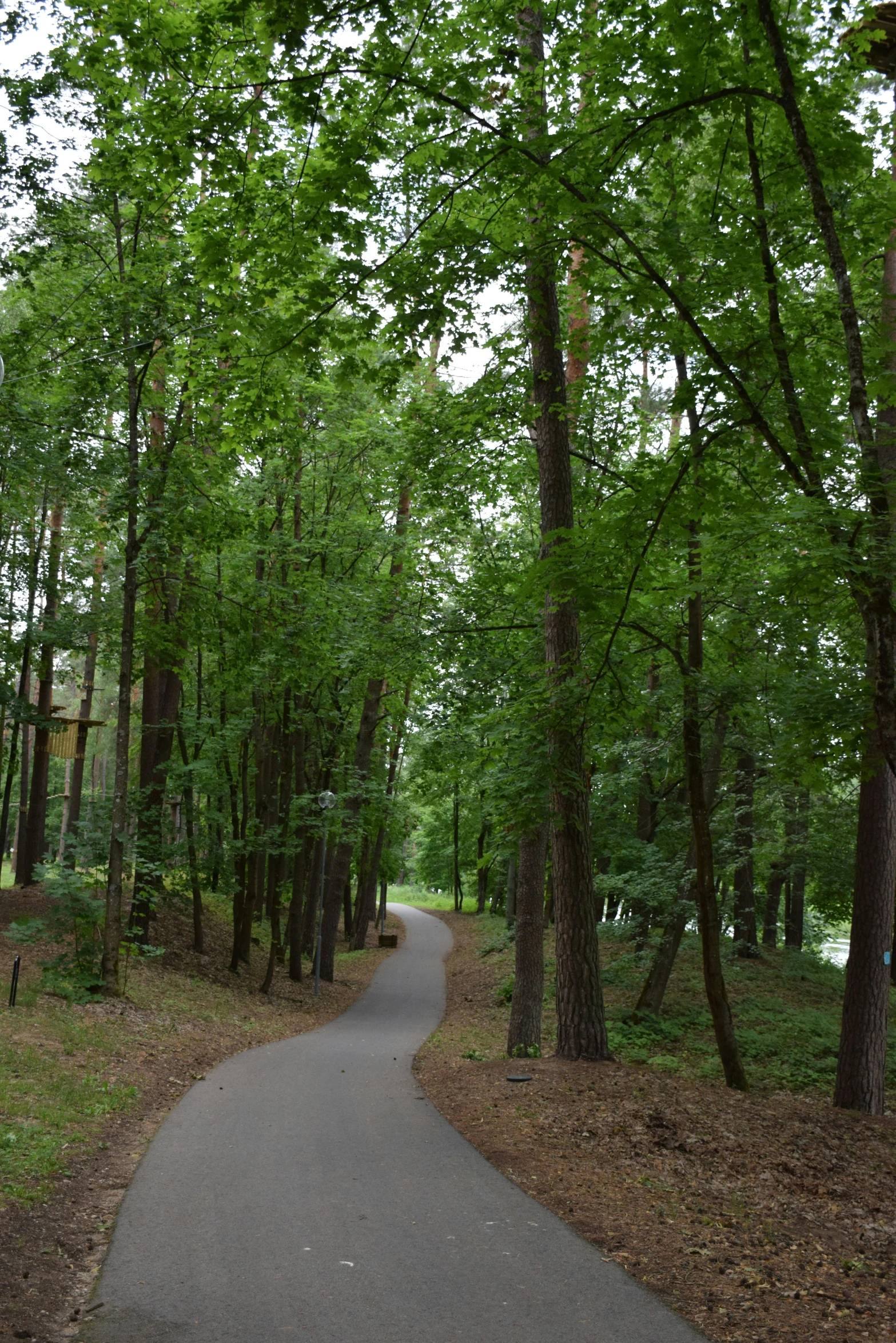 a pathway surrounded by trees near a field