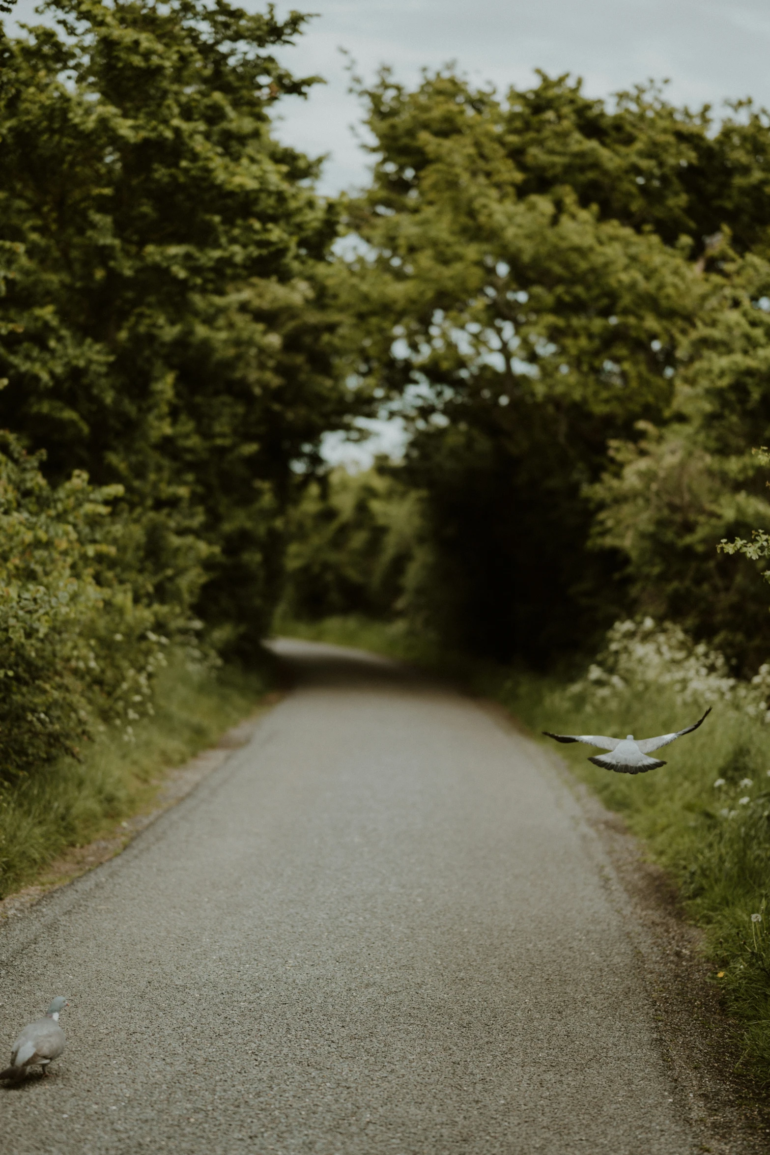 a bird flying over an open road and trees