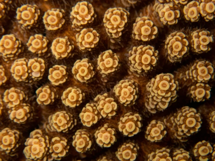 a bunch of brown and yellow flowers inside of a tube