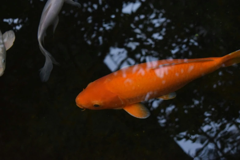 three orange and white fish in a pond