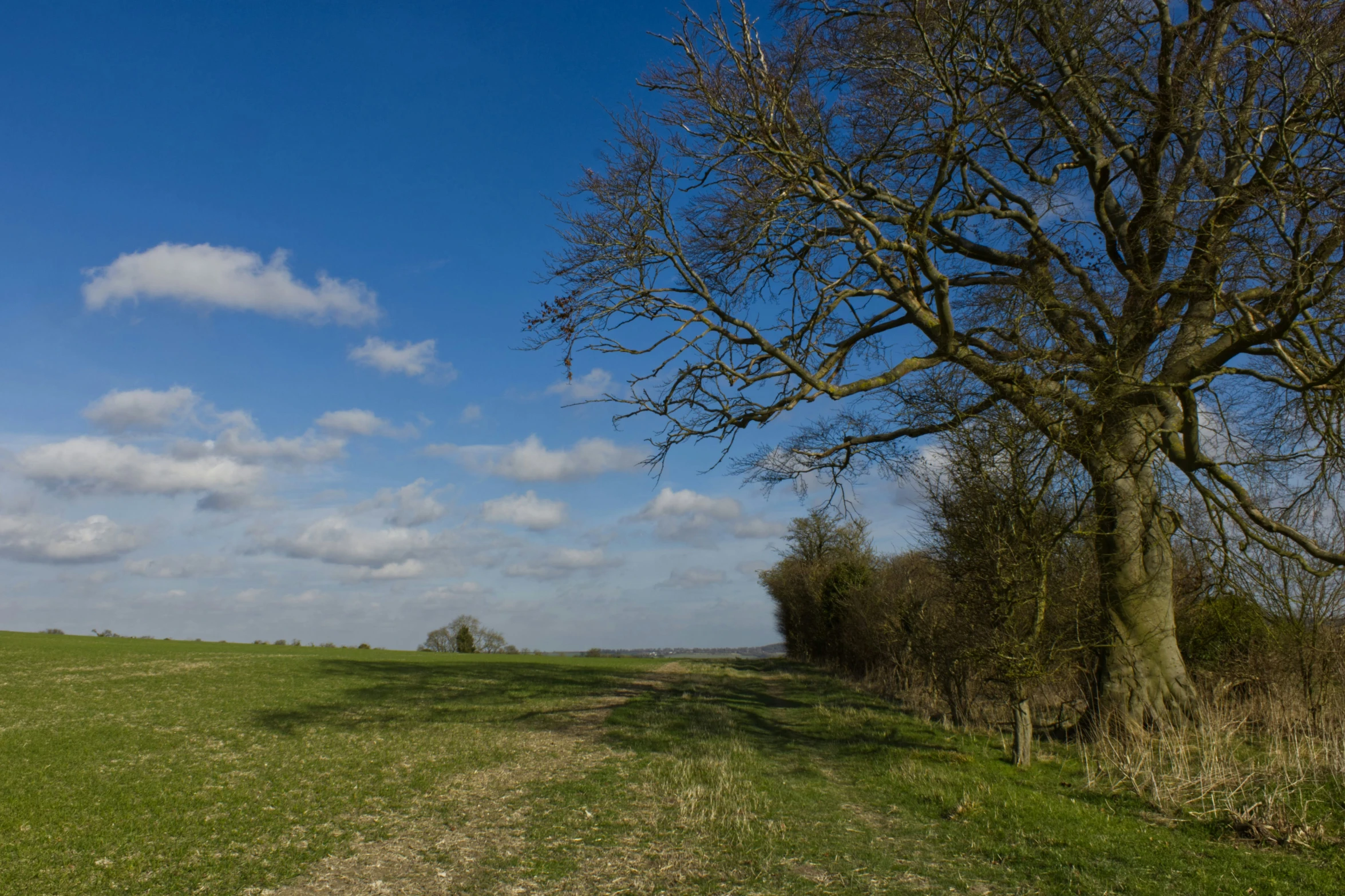 a tree stands in the middle of a field