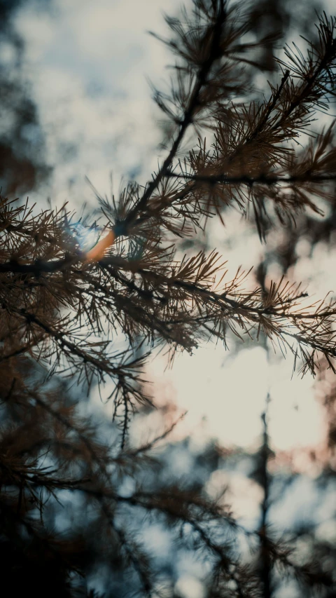 a close - up image of leaves and nches on a pine tree