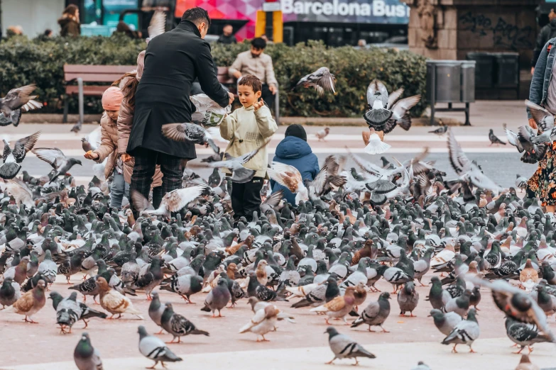 a large flock of birds standing on top of a sidewalk