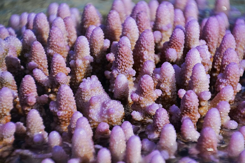 some very pretty purple corals in the water