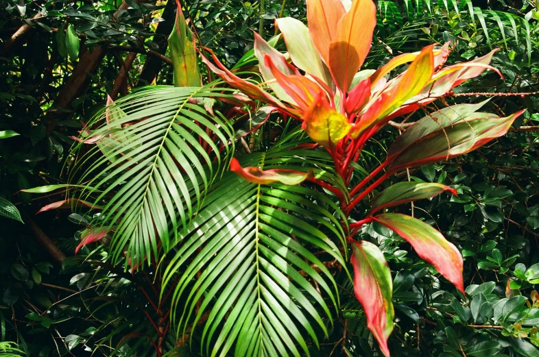 green leafy trees surrounded by leaves and plants