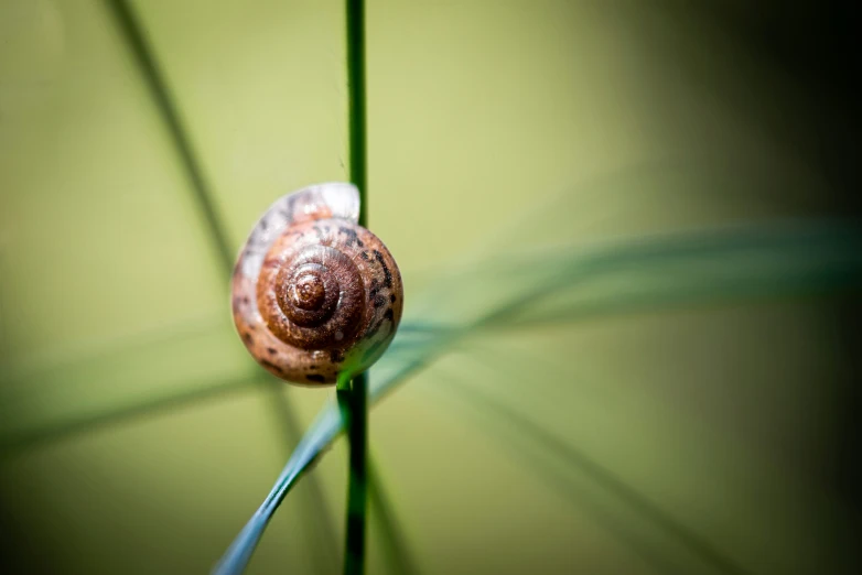 the snail is rolling around on the green stem