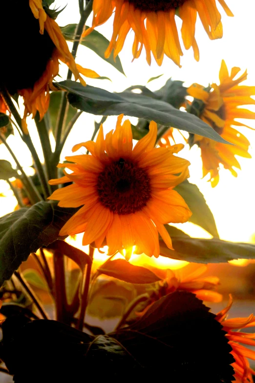 a picture of sunflowers against the bright sky