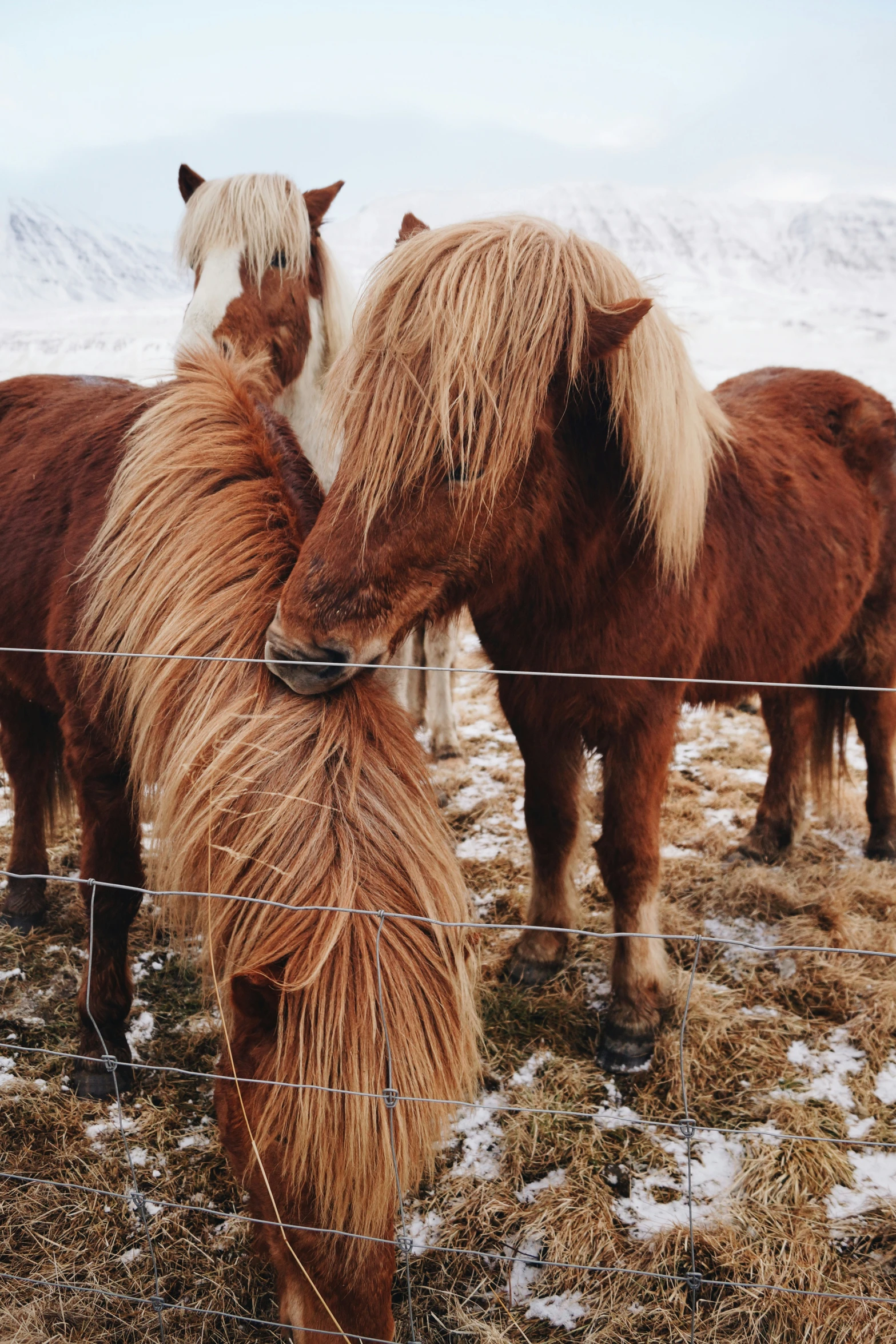 two horses grazing in the snow behind a wire fence