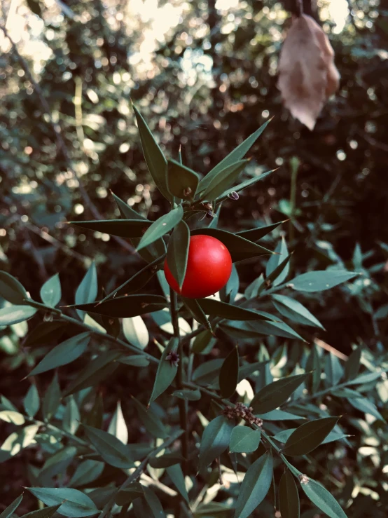 two red berries on a tree nch in the woods