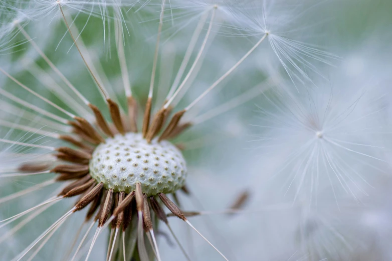 close up pograph of a dandelion with green leaves