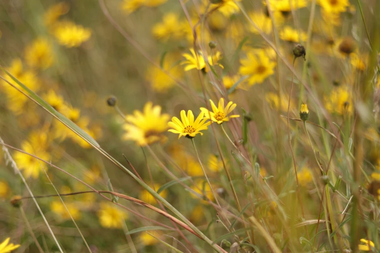 a field full of flowers with brown and yellow leaves