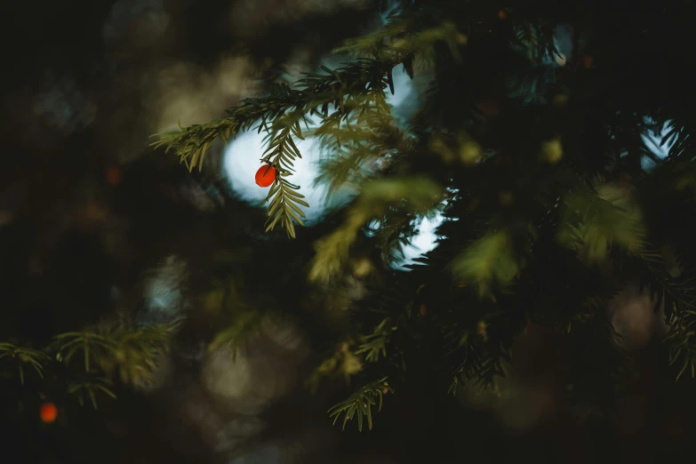 a closeup view of nches with a red frisbee hanging off the side