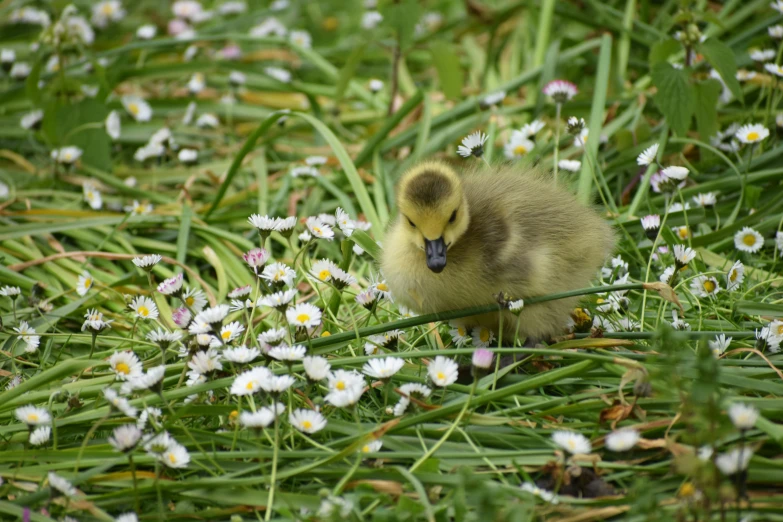 small bird sitting in a grass with flowers