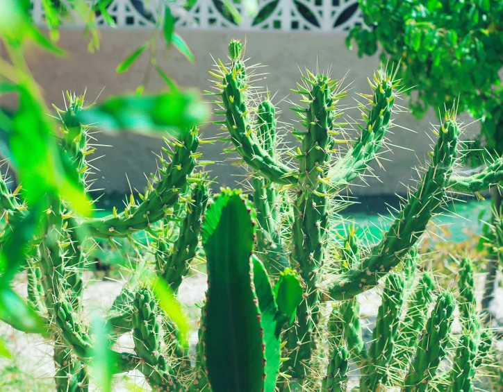 a group of cactus plants growing beside one another