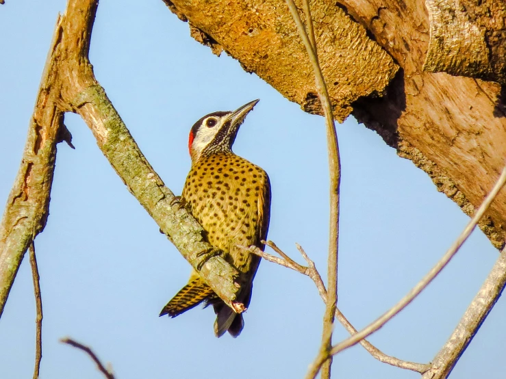 a small bird that is perched on a nch