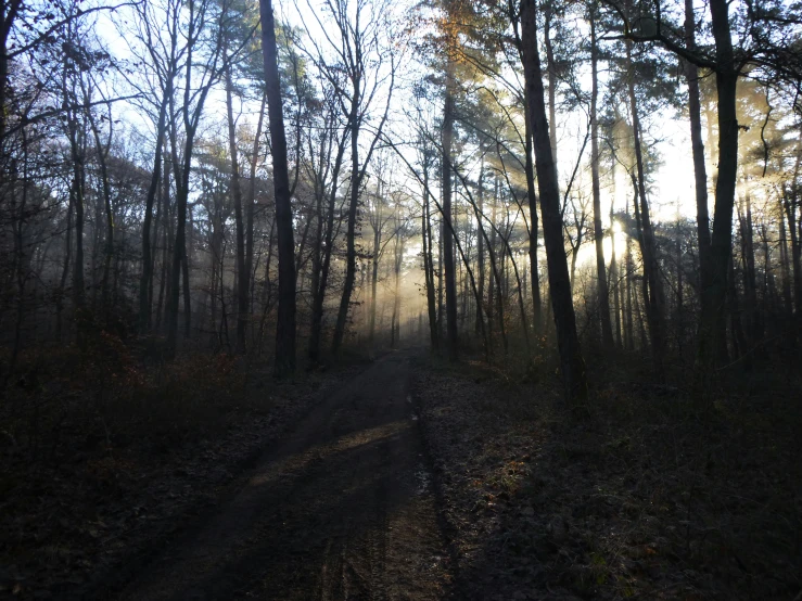 sun shines through trees in the forest