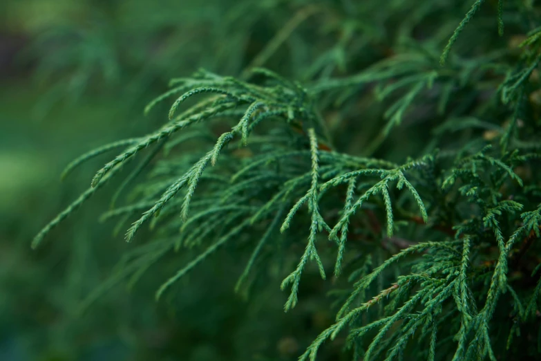 some green plants with water drops and brown stems