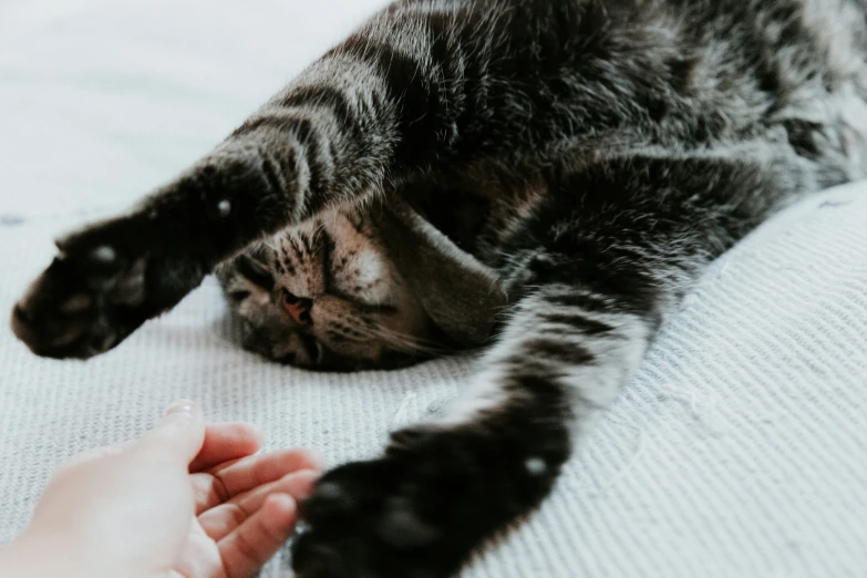 someone is holding the paw of a gray cat